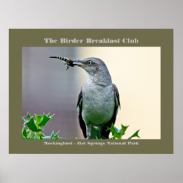 Naturfoto Mockingbird Birder Poster
