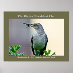 Naturfoto Mockingbird Birder Poster
