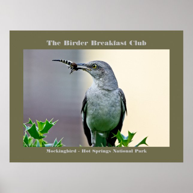 Naturfoto Mockingbird Birder Poster (Framsidan)