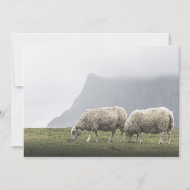 Naturfoto på betande får (Framsida)