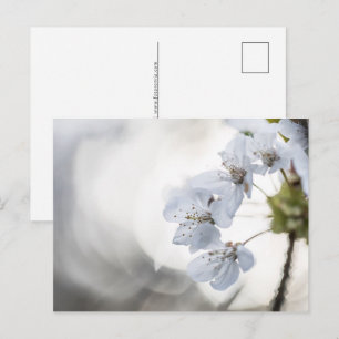 Naturfoto på blommar av körsbär helg vykort
