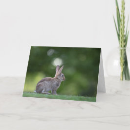 Naturfoto på kanin kort