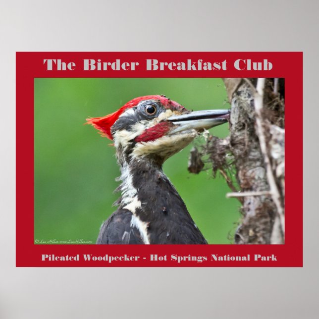Naturfoto Pileated Woodpecker Birder Poster (Framsidan)