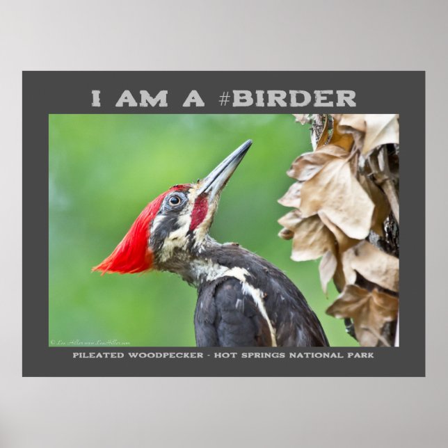 Naturfoto Pileated Woodpecker Birder Poster (Framsidan)