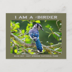 Naturfoto Shy Blue Jay Birder Card Vykort