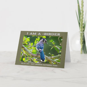 Naturfoto Shy Blue Jay Birder Kort