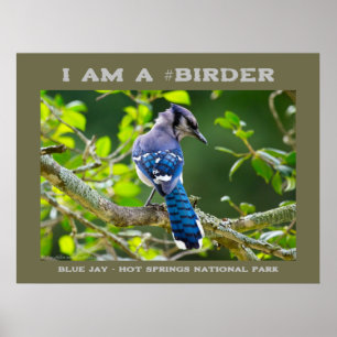 Naturfoto Shy Blue Jay Birder Poster