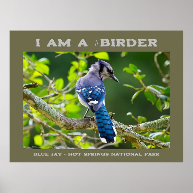 Naturfoto Shy Blue Jay Birder Poster (Framsidan)