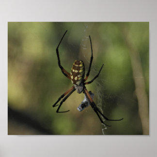 Naturfotografering av hjulspindelnät poster