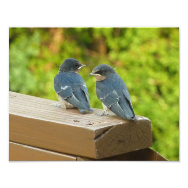 Naturfotografering av ladusvalebebisar fototryck (Framsidan)