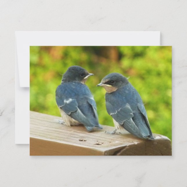 Naturfotografering av ladusvalebebisar kort (Framsida)