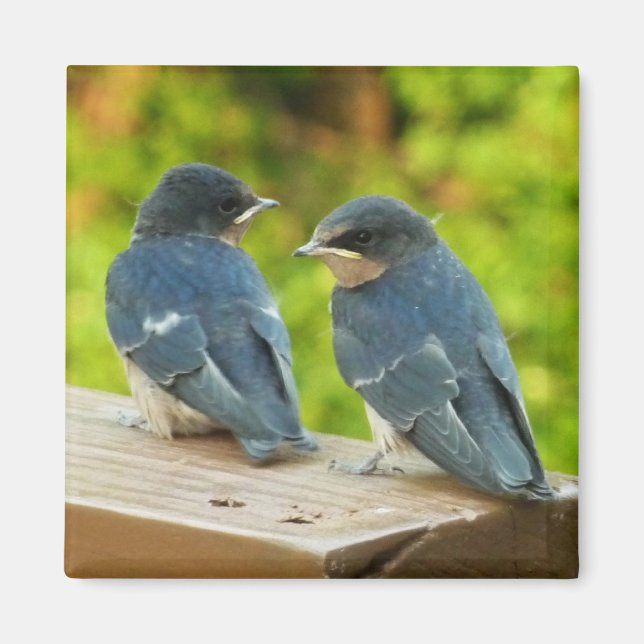 Naturfotografering av ladusvalebebisar magnet (Framsidan)