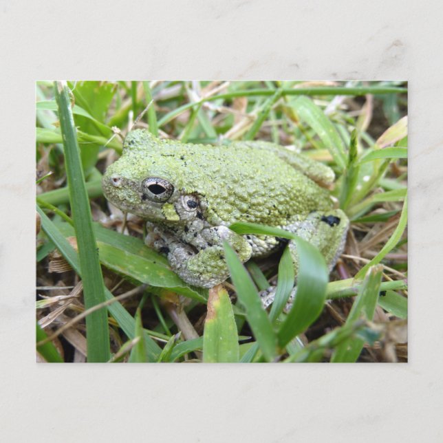 Naturfotografering av östlig grå trädfrosk vykort (Framsida)