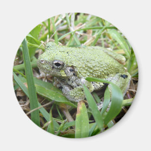 Naturfotografering av östlig grå trädlöpare magnet