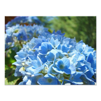 Naturfotografering Blå Hortensia Blommig Kontor Fototryck
