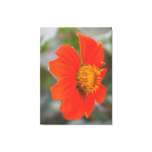 Naturfotografering Levande Varm Orange Blomma