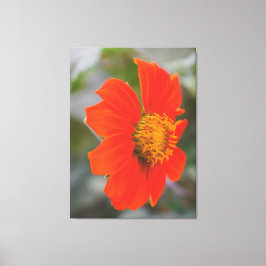 Naturfotografering Levande Varm Orange Blomma Canvastryck