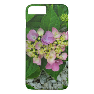 Naturfotografering Vackra Rosa Blommor
