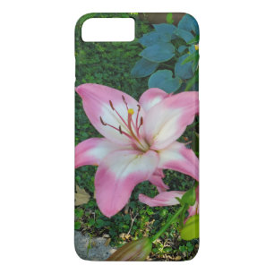 Naturfotografering Vackra Rosa Lilja Blommor