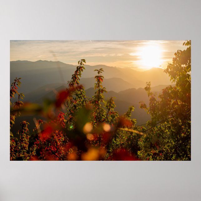 Naturfotografi av grönt träd som bortser från munn poster (Framsidan)
