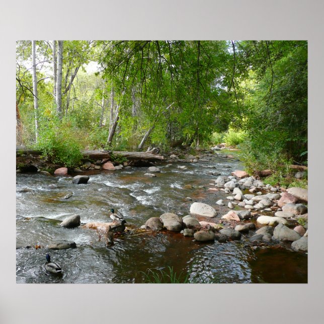Naturfotografi av Oak Bäck och Mallard Anka Poster (Framsidan)