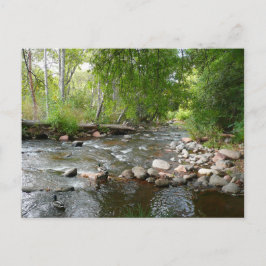 Naturfotografi av Oak Bäck och Mallard Anka Vykort