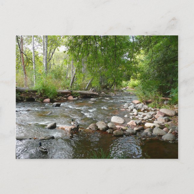 Naturfotografi av Oak Bäck och Mallard Anka Vykort (Framsida)