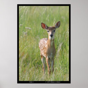 Naturfotografi "Fawn 1", vit-svan-hjort Poster
