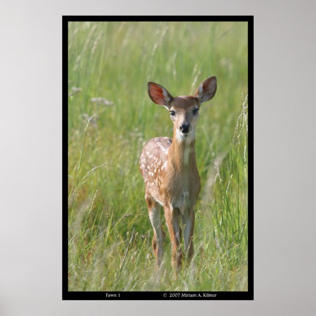 Naturfotografi "Fawn 1", vit-svan-hjort Poster (Framsidan)