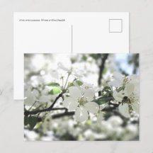 Naturfotografi för Apple Blommar Vår Träd