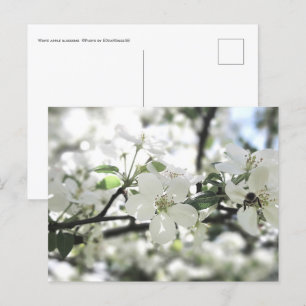 Naturfotografi för Apple Blommar Vår Träd Vykort
