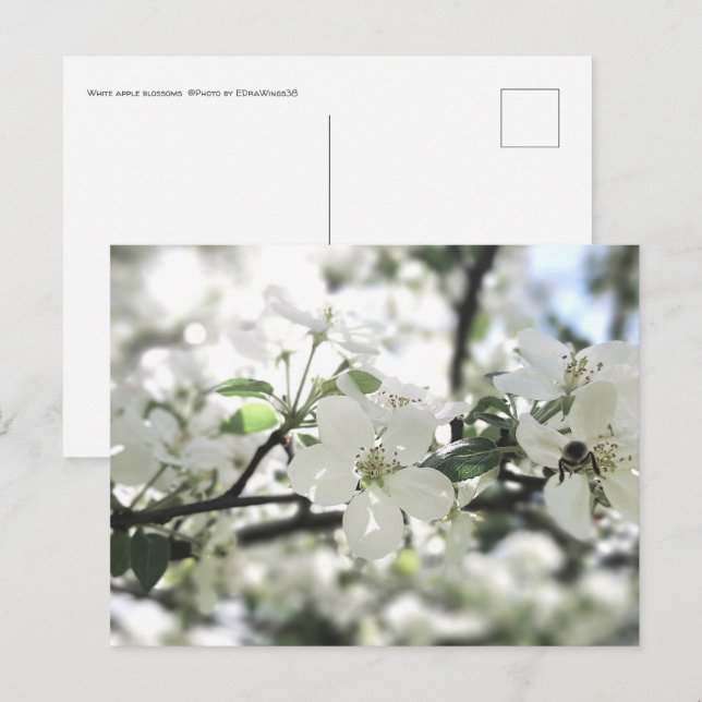 Naturfotografi för Apple Blommar Vår Träd Vykort (Fram/baksida)