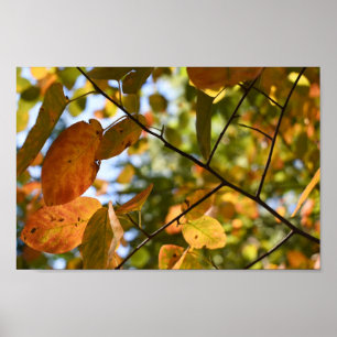 Naturfotografi för Löv Höst löv Himlar Poster