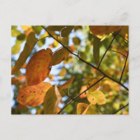 Naturfotografi för Löv Höst löv Himlar