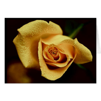 Naturfotografi Hälsningskort