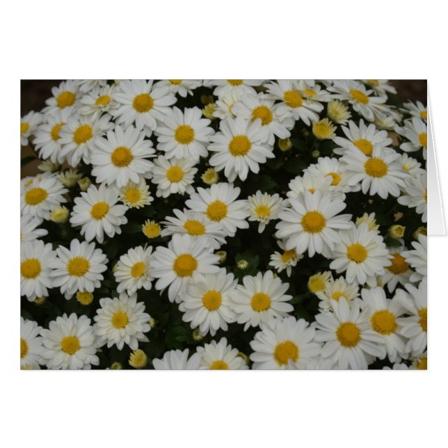 Naturfotografi Hälsningskort (Framsidan Horizontal)