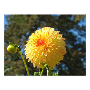 Naturfotografi konsttryck Orange Dahlia Blomma Fototryck