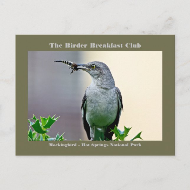 Naturfotografi - Mockingbird Birder Card Vykort (Framsida)
