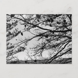 Naturfotografi på vykort