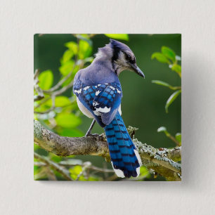 Naturfotografi Shy Blue Jay Apparel Gifts Shy Blue Knapp