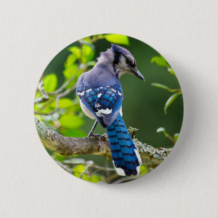 Naturfotografi Shy Blue Jay Apparel Gifts Shy Blue Knapp