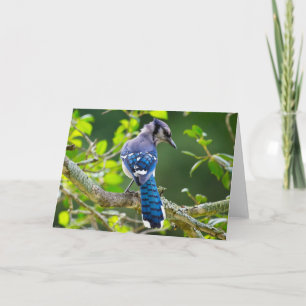 Naturfotografi Shy Blue Jay Apparel Gifts Shy Blue Kort