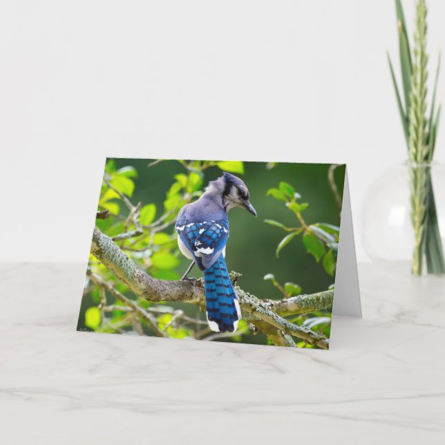 Naturfotografi Shy Blue Jay Apparel Gifts Shy Blue Kort (Framsida)