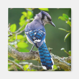 Naturfotografi Shy Blue Jay Apparel Gifts Shy Blue Magnet