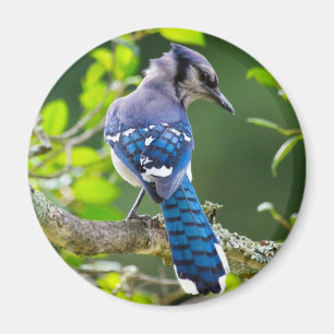 Naturfotografi Shy Blue Jay Apparel Gifts Shy Blue Magnet