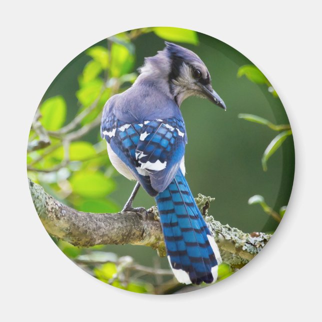Naturfotografi Shy Blue Jay Apparel Gifts Shy Blue Magnet (Framsidan)