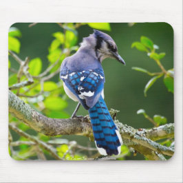 Naturfotografi Shy Blue Jay Apparel Gifts Shy Blue Musmatta