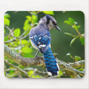 Naturfotografi Shy Blue Jay Apparel Gifts Shy Blue Musmatta