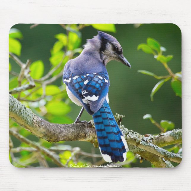 Naturfotografi Shy Blue Jay Apparel Gifts Shy Blue Musmatta (Framsidan)