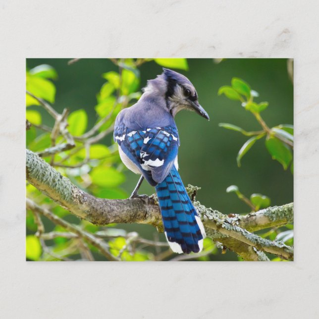 Naturfotografi Shy Blue Jay Apparel Gifts Shy Blue Vykort (Framsida)